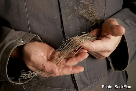Flax fibres